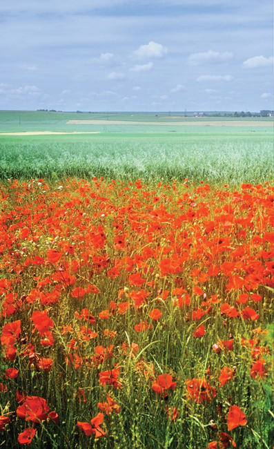 In Flanders fields 100 years - photo 5