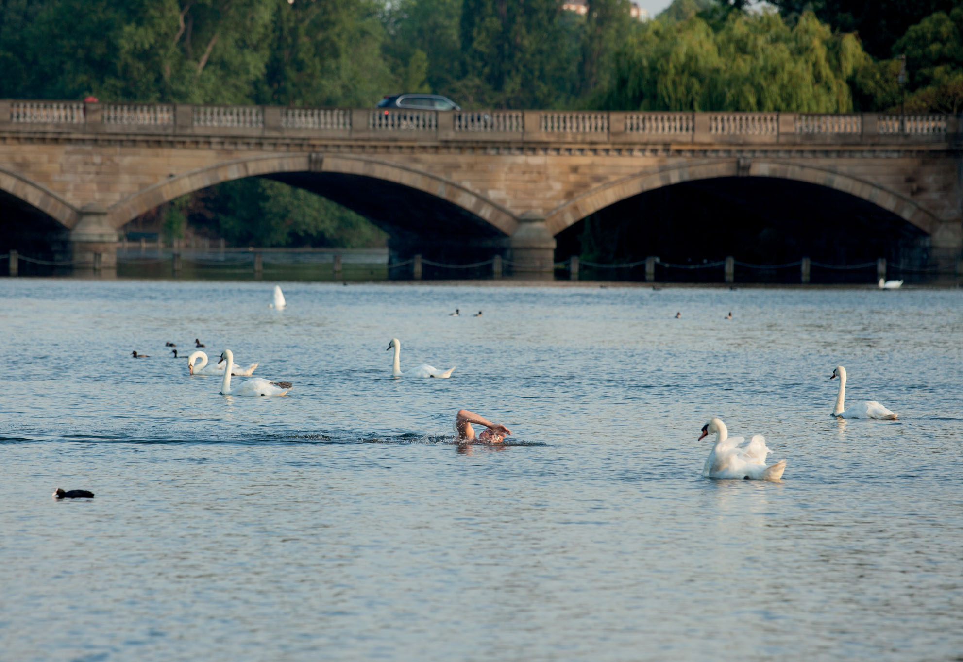 Compared with Londons other swimming ponds the allure of the Serpentine has - photo 11