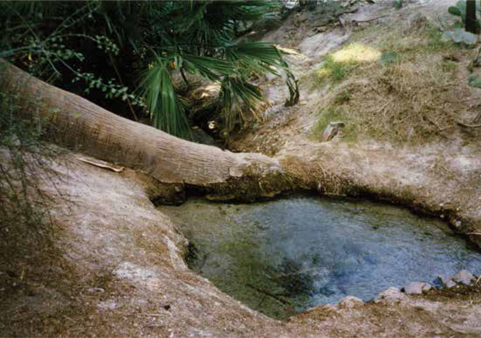 The spring at Agua Caliente is located in a lush palm grove that stands in - photo 2