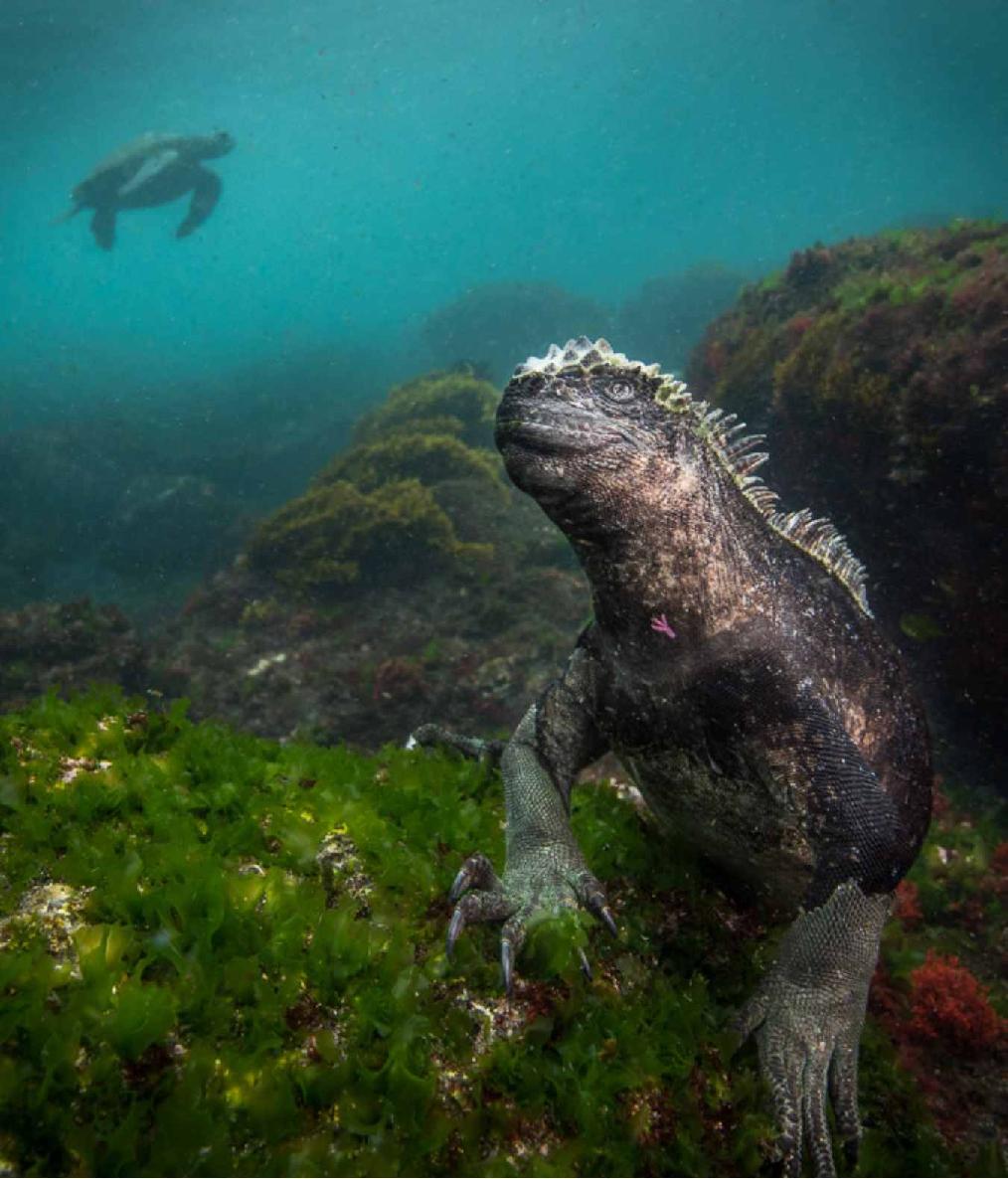 Rare marine life and large species in big numbers Located 560 miles off the - photo 1