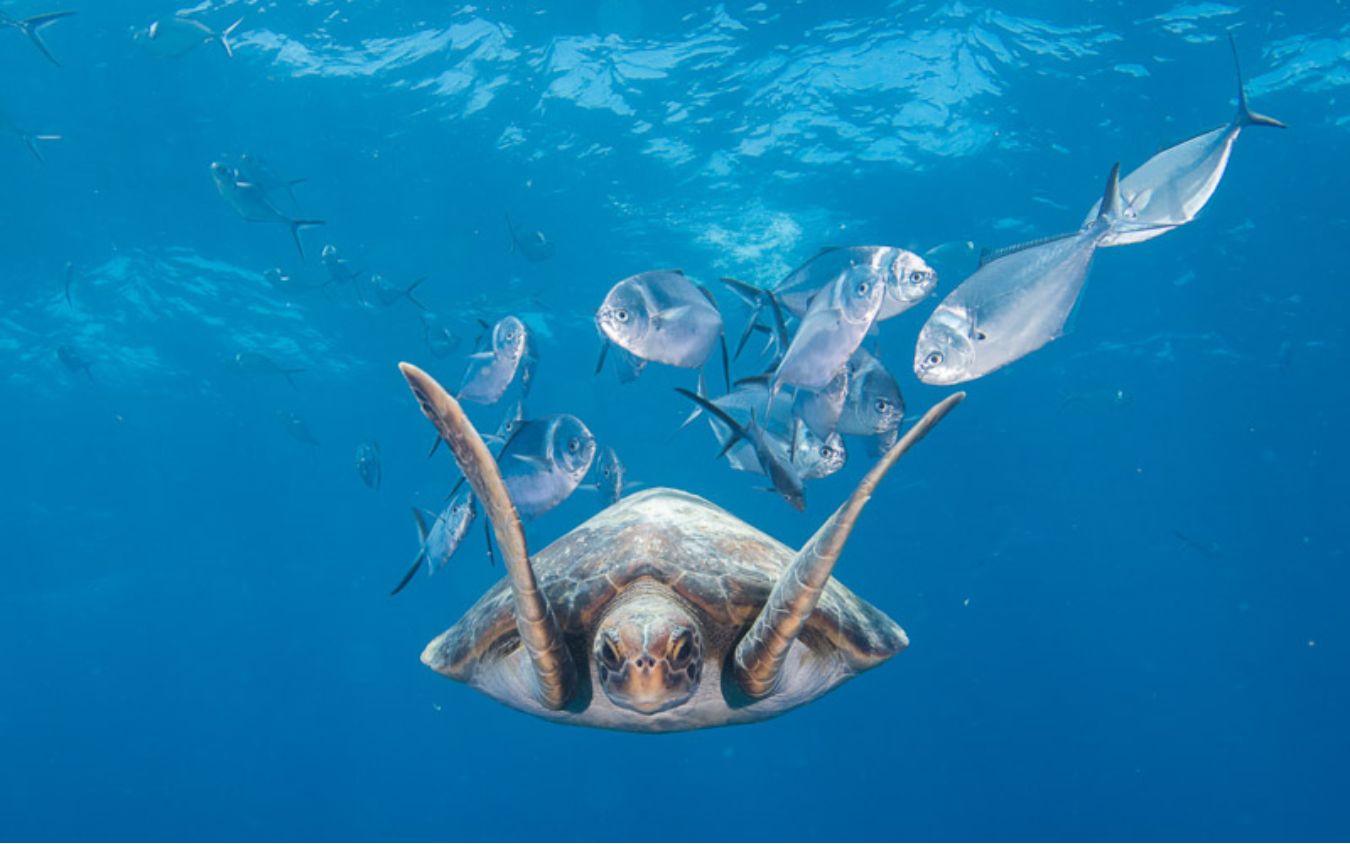 There are two dive areas in the Galapagos that really stand out for us as - photo 2