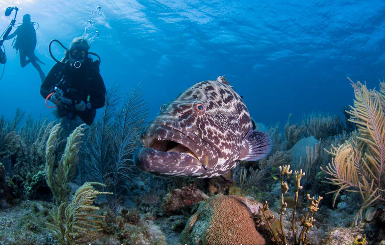 Pristine reef diving teeming with life Cubas Jardines de la Reina Garden of - photo 5