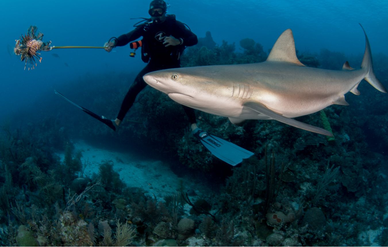 Pristine reef diving teeming with life Cubas Jardines de la Reina Garden of - photo 6