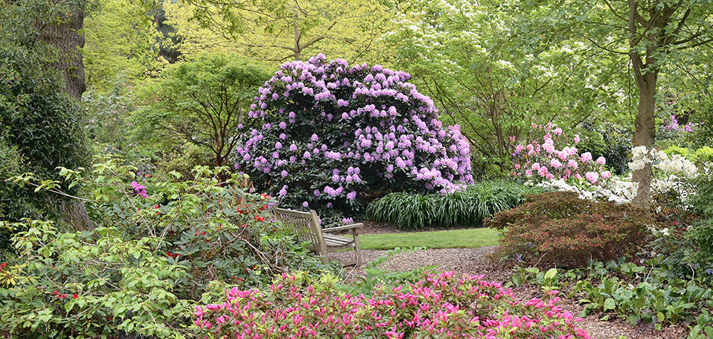 A stunning Rhododendron collection growing at the Royal Horticultural Society - photo 1