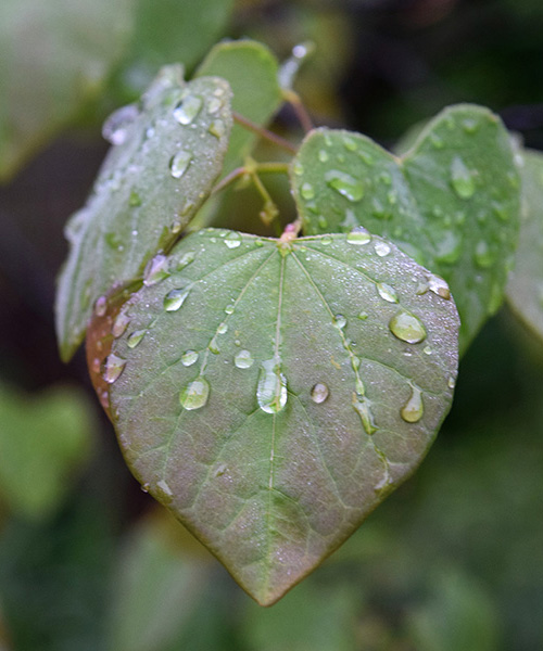 Raindrops glisten on the young leaves of Cercis canadensis Contents An - photo 2