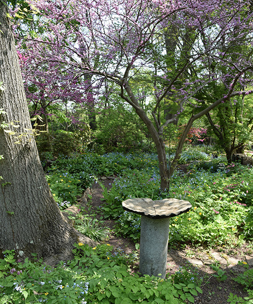 In the shade garden at Northview Virginia bluebells mingle with other - photo 4