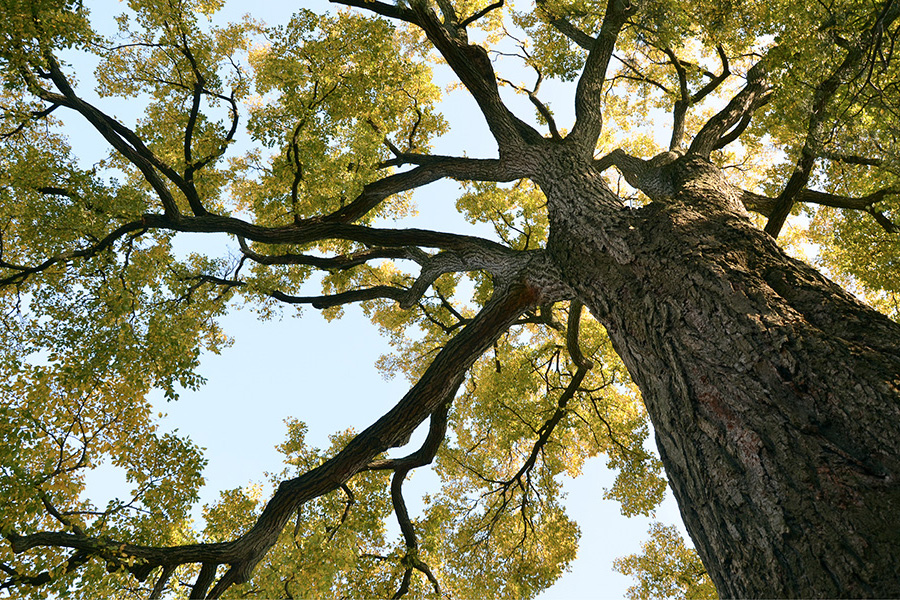 Ulmus americana American elm is one of the most majestic canopy trees - photo 5