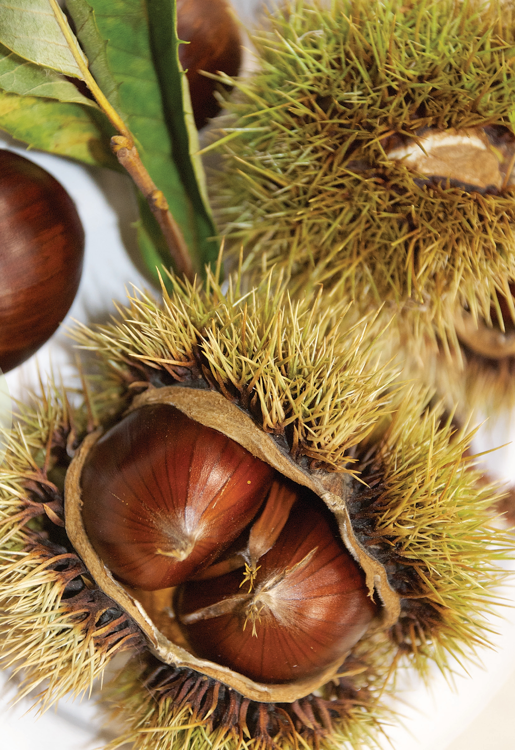 Chestnuts in their prickly husks But humans changed that when they began to - photo 8