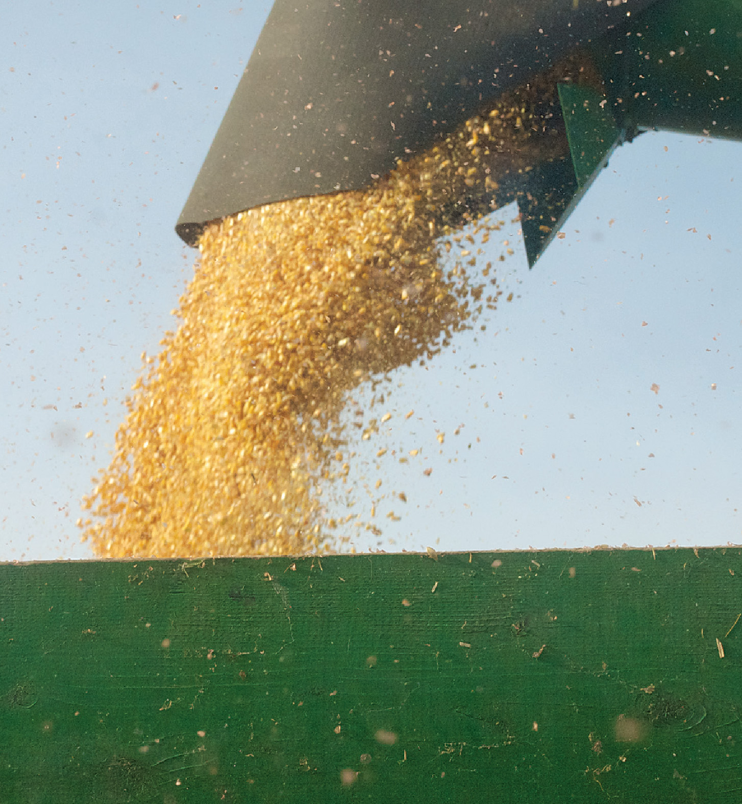 Field corn harvest SEED CRISIS Although war takes its toll on agriculture and - photo 6