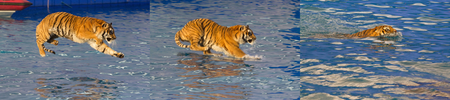 Photographs Peter Sorel King the tiger that served as model for Richard - photo 4