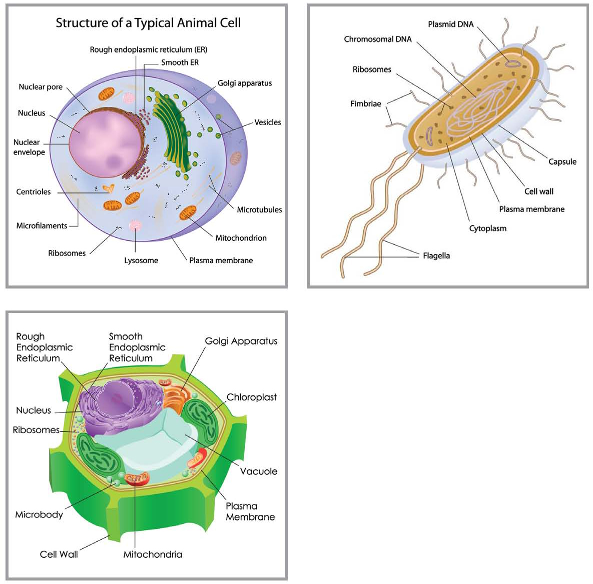 TOP LEFT A eukaryotic cell contains a cell membrane cytoplasm a nucleus and - photo 3