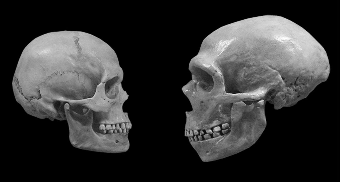 The skulls of Homo sapiens left and of his unsuccessful relative Homo - photo 3