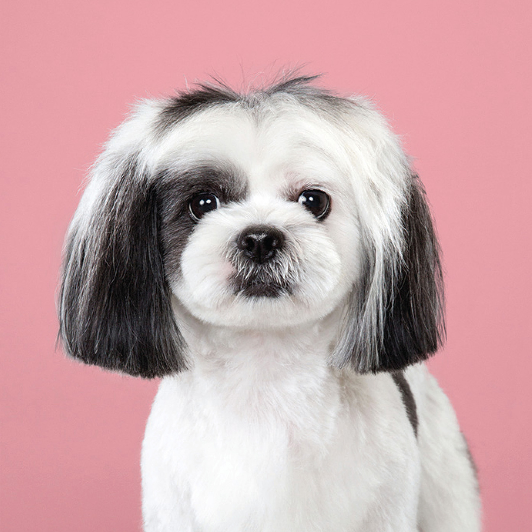 Puppy styled Japanese dog grooming before after - photo 6