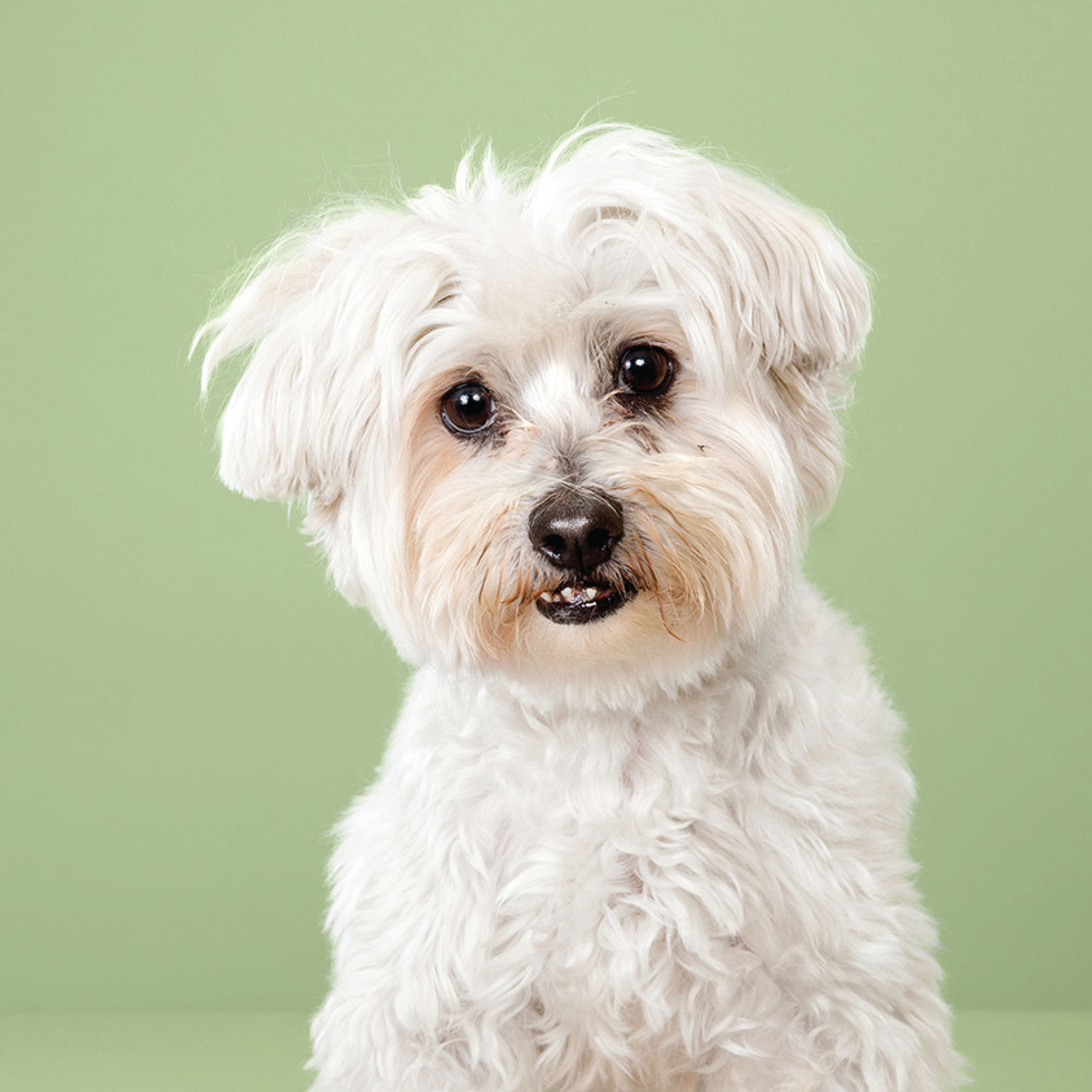 Puppy styled Japanese dog grooming before after - photo 13