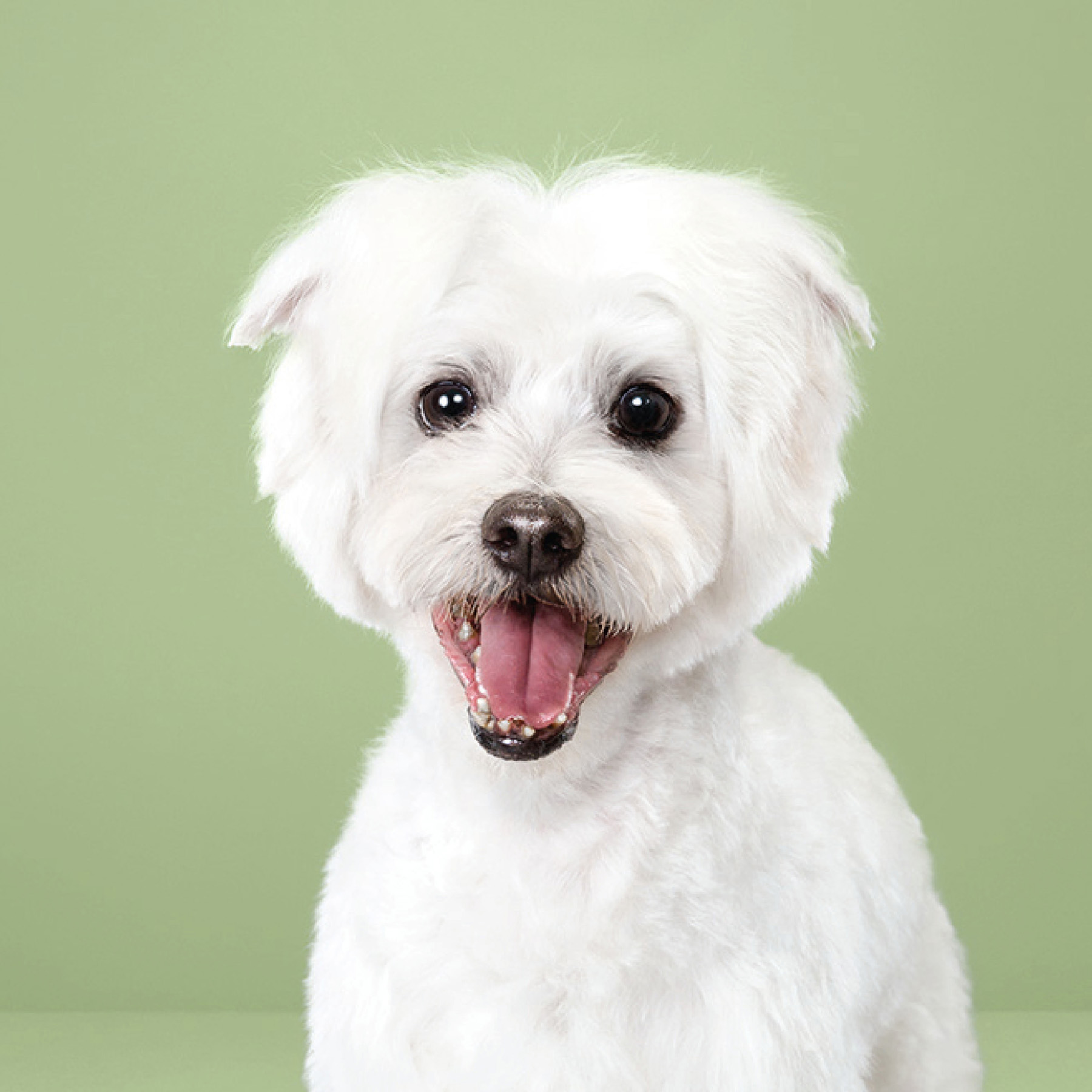 Puppy styled Japanese dog grooming before after - photo 14