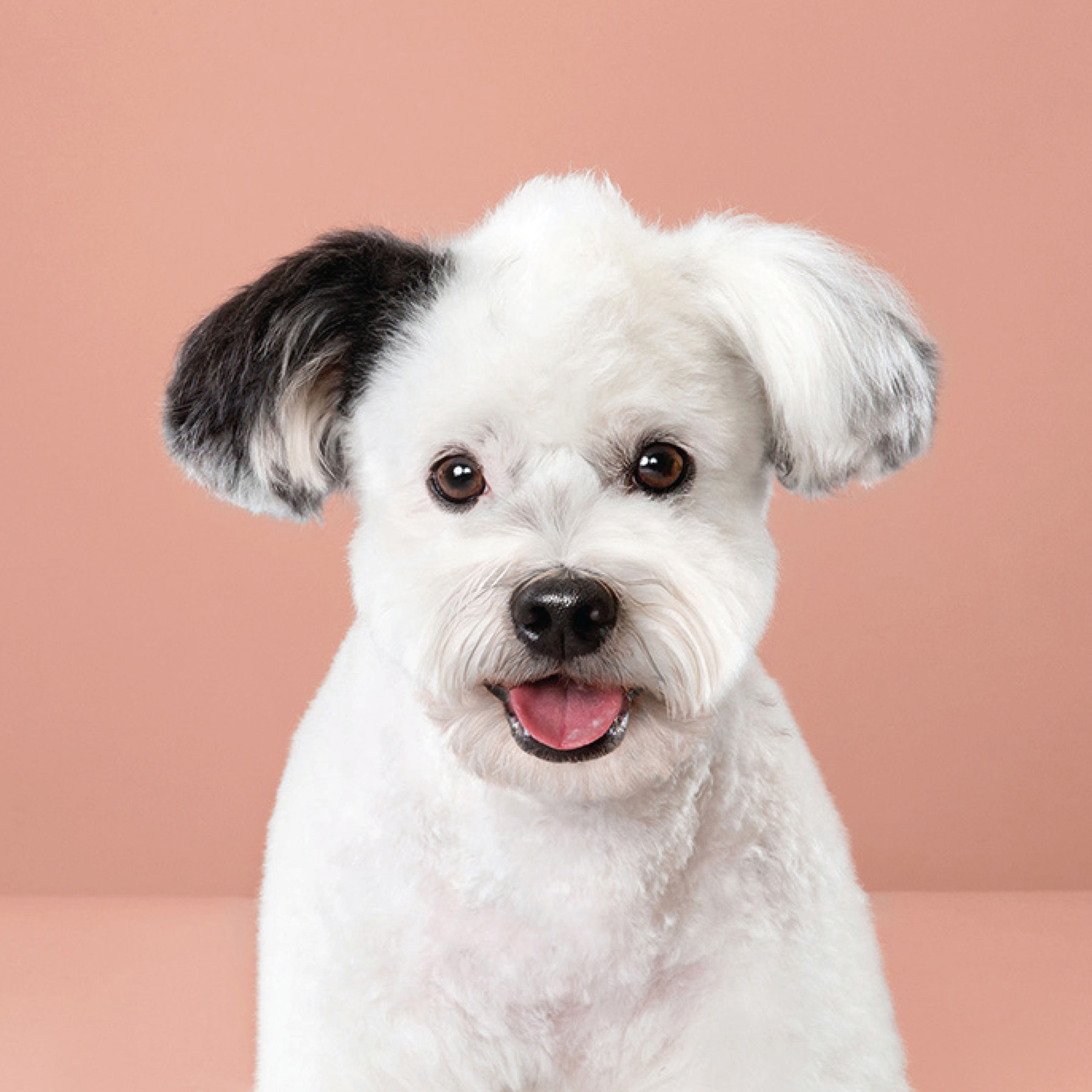 Puppy styled Japanese dog grooming before after - photo 22