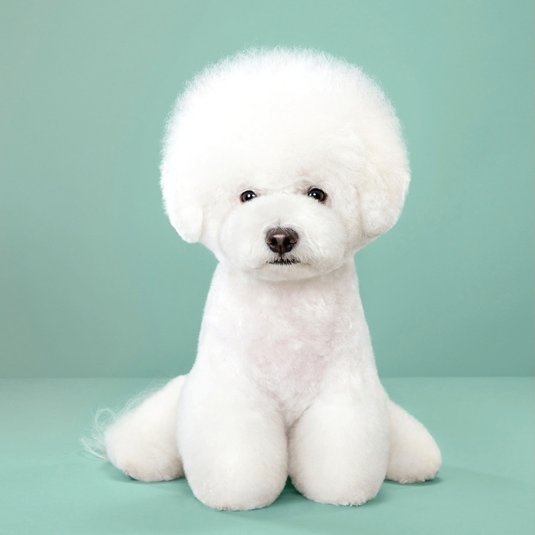 Puppy styled Japanese dog grooming before after - photo 24