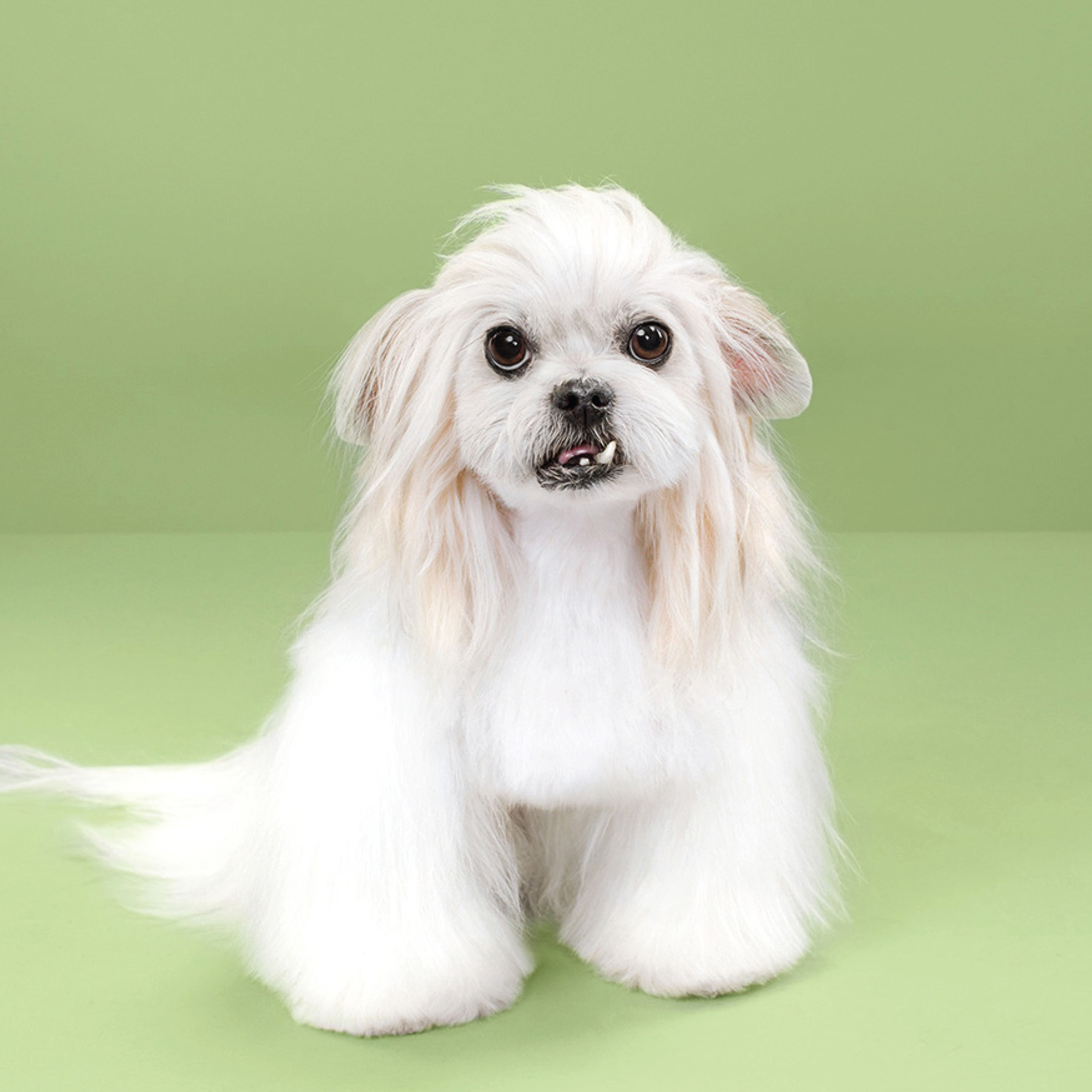 Puppy styled Japanese dog grooming before after - photo 42