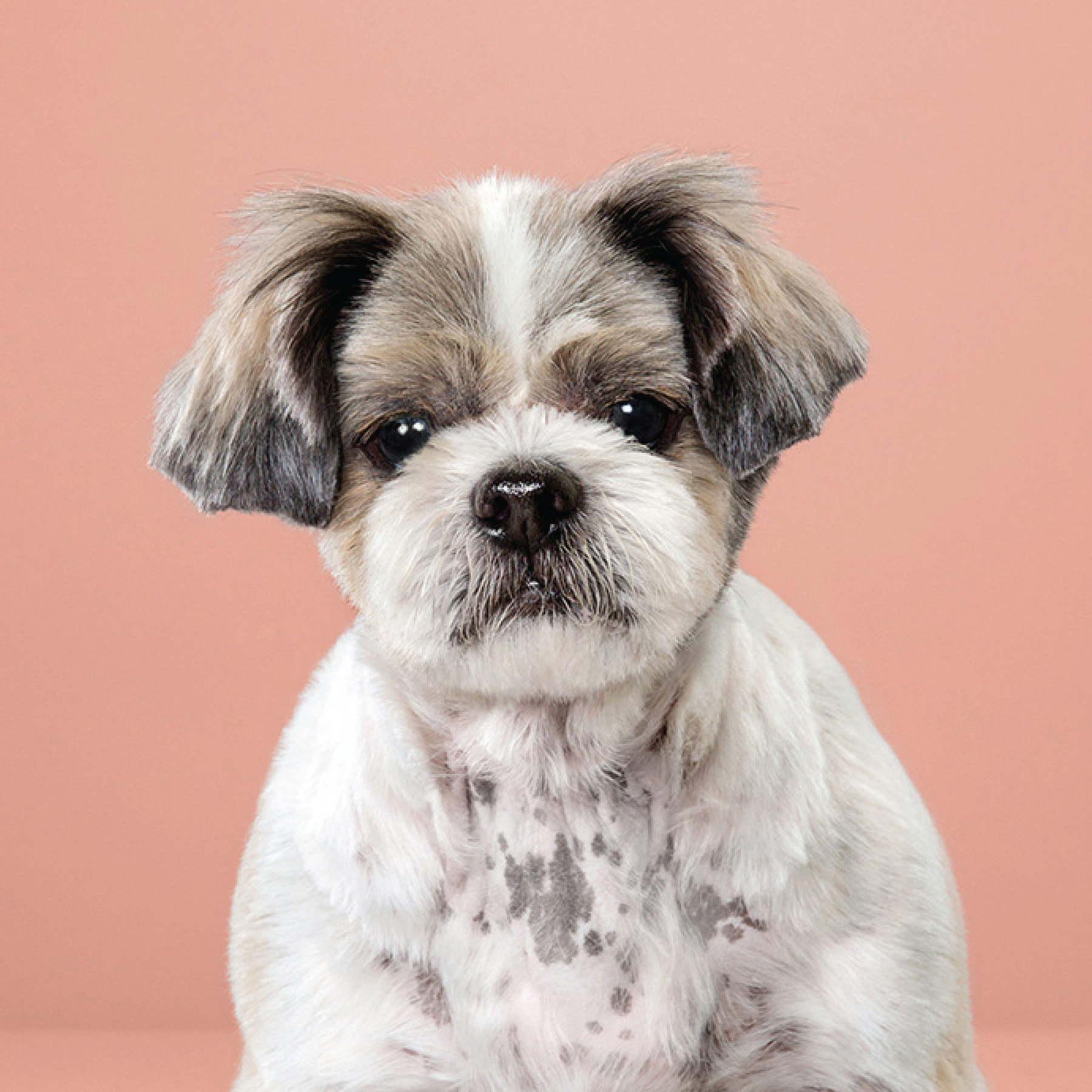 Puppy styled Japanese dog grooming before after - photo 50