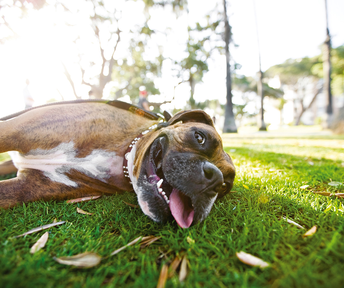 How about you go get the stick this time and I wait here Oh hi youre - photo 8