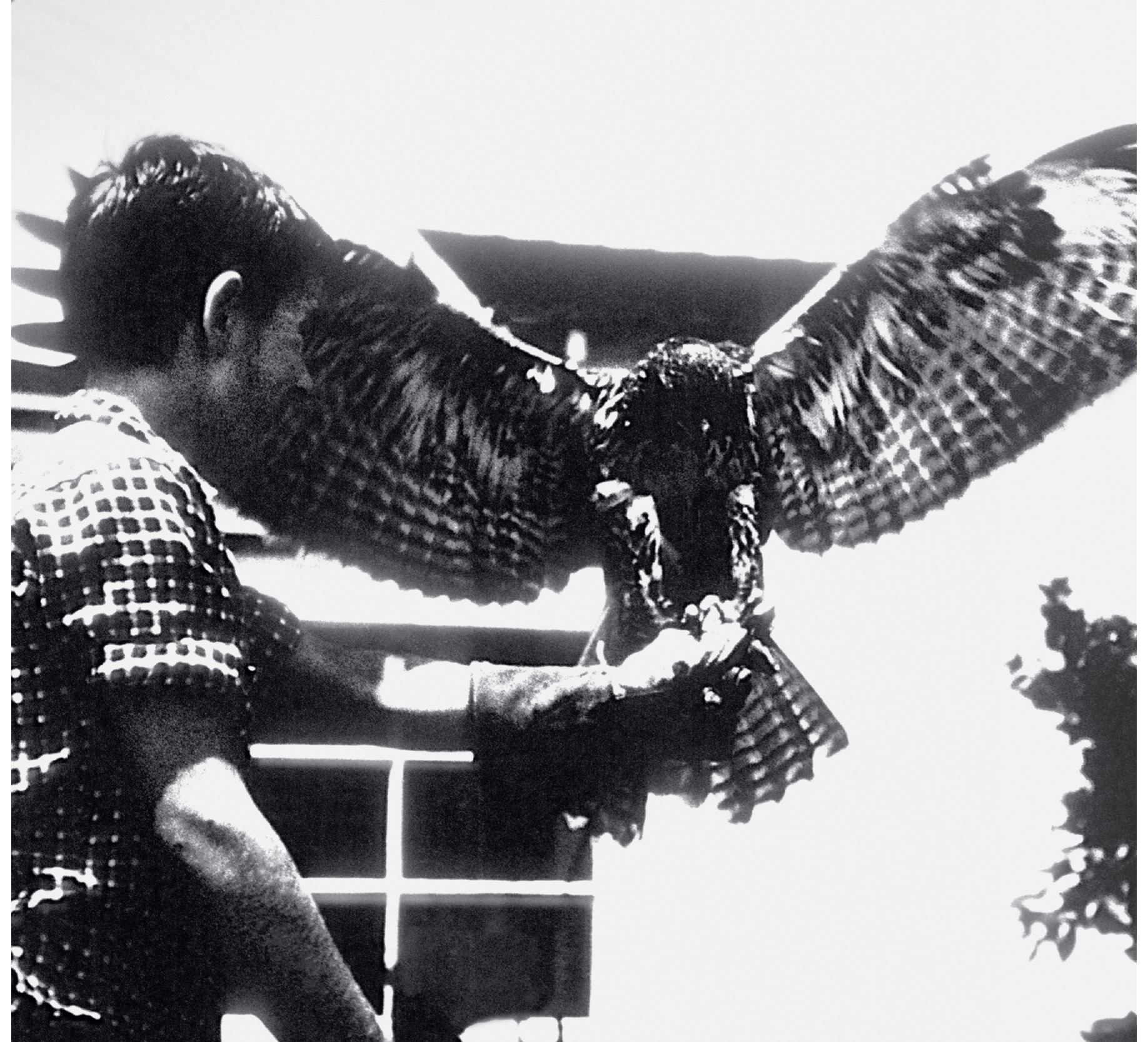 Fifteen-year-old Yvon with an immature red-tailed hawk Burbank California - photo 6