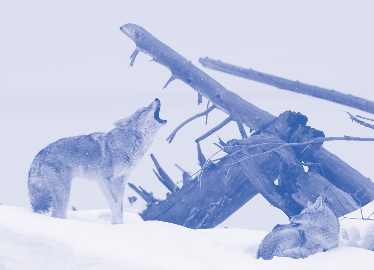 A howling coyote answers a call from the valley below Yellowstone National - photo 2