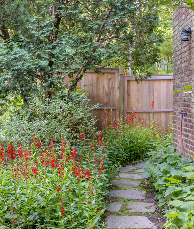 Neither the hairy alumroot on the right nor the cardinalflower on the left was - photo 4