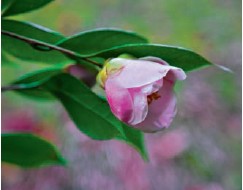 A winter seiyobou camellia comes into bloom beside Bashos hut in Konpuku-ji - photo 1