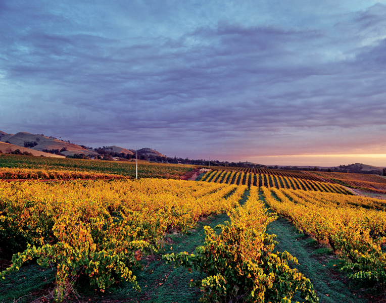 Grand old Grenache vines their leaves just turning autumnal gold caught at - photo 4