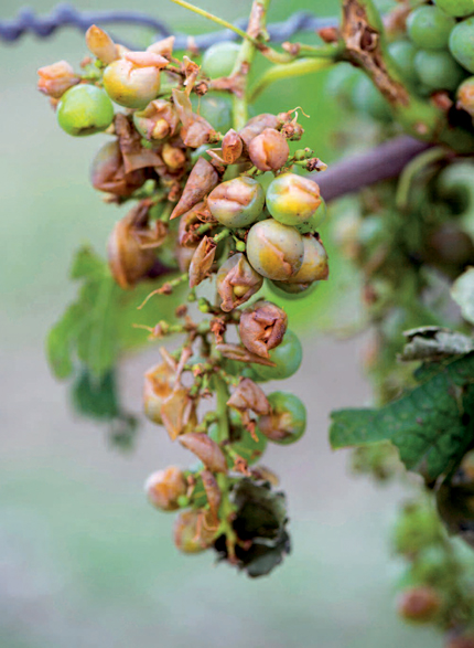 All wine producers fear summer hail which can decimate a crop in only a few - photo 7