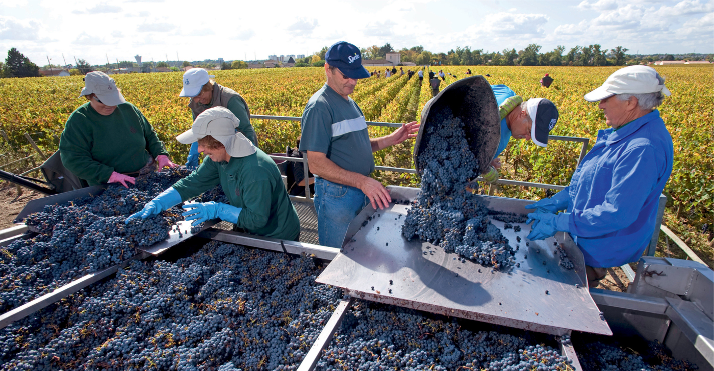 Sorting harvested Merlot grapes in the vineyard of Chteau Haut-Brion - photo 3