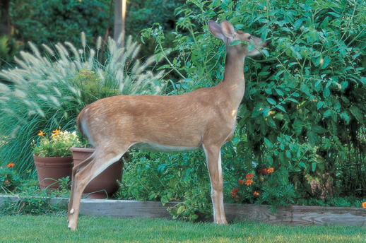 A deer helps himself to tomatoes in a backyard This border is planted with - photo 11