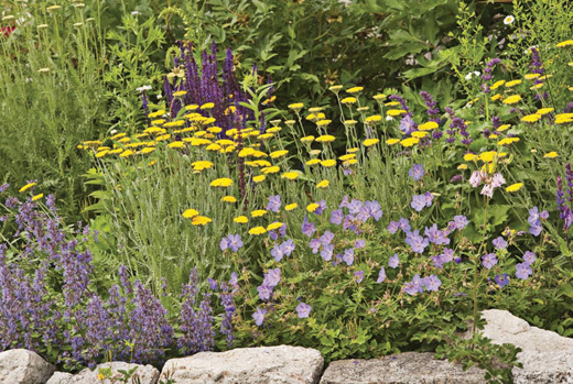 This border is planted with seldom-browsed purple catmint yellow yarrow mauve - photo 12