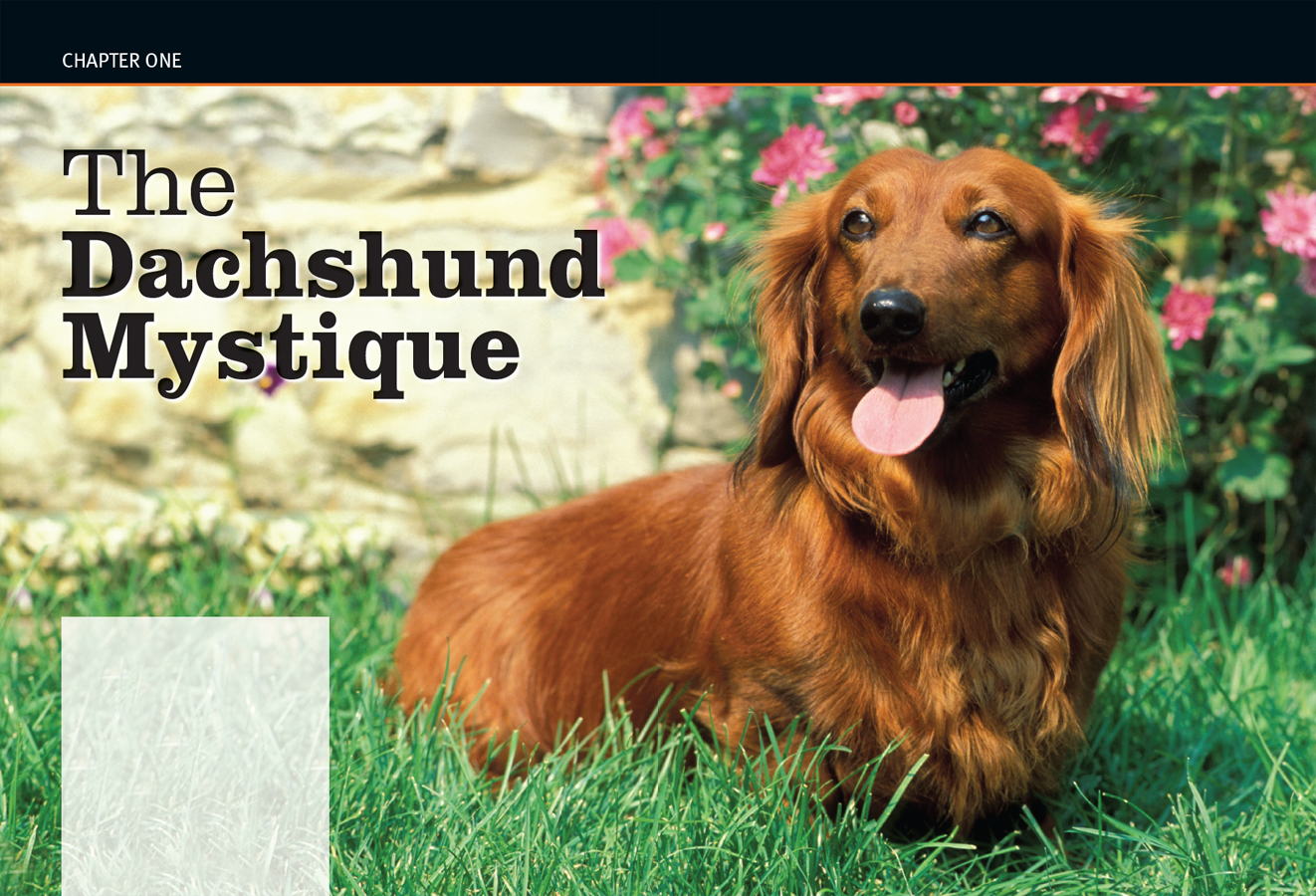 T he outline of the Dachshundan elongated body on very short legsis instantly - photo 4