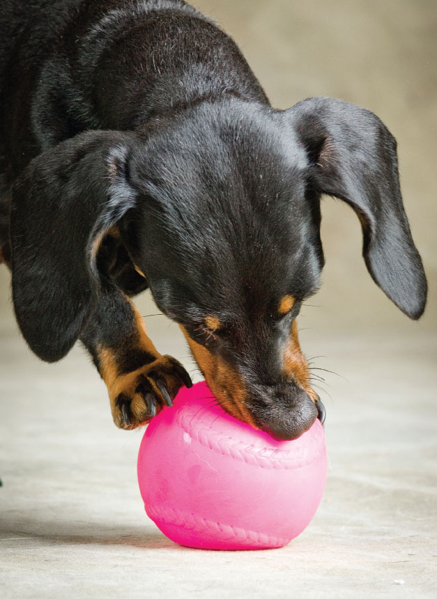 Dachshunds are busy dogs with playful personalities requiring owners who will - photo 5