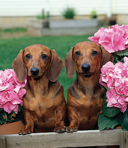 Sweet and endearing Dachshunds are equally strong-willed and persistent - photo 6