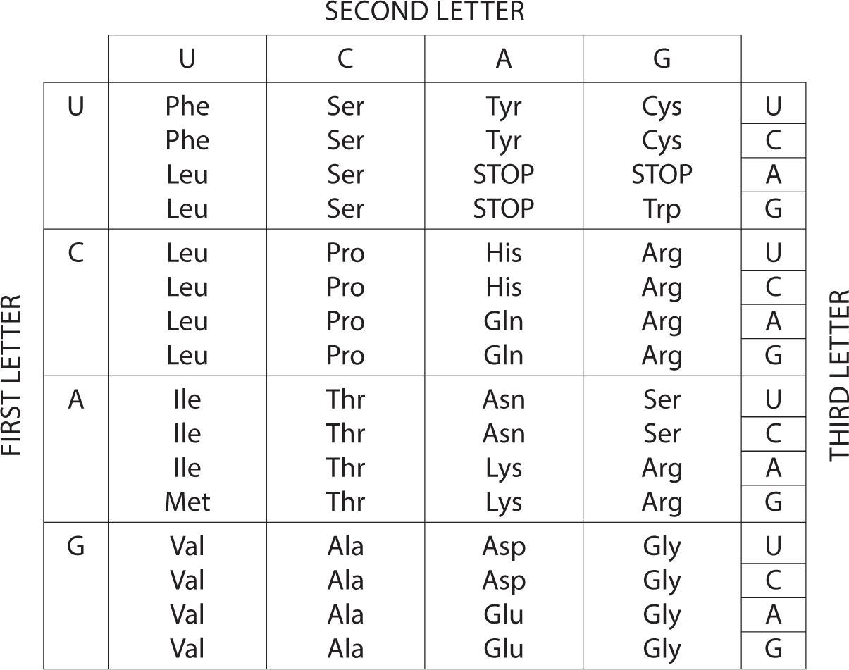 The RNA genetic code as finally established in 1967 U C A and G are the RNA - photo 2