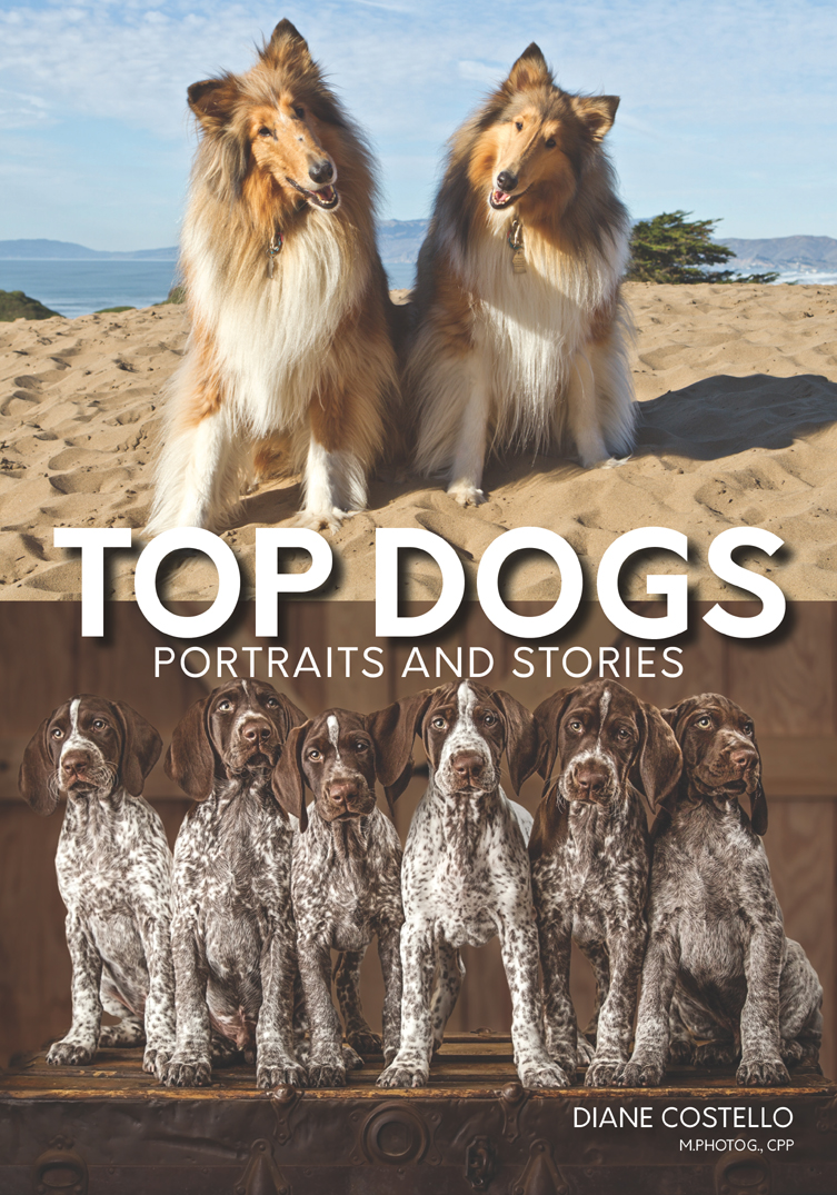 ABOUT THE AUTHOR Diane Costello owner of Fog Dog Studios is an award-winning - photo 1