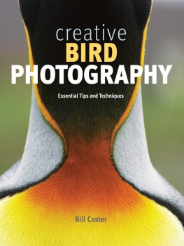 Coster - Creative Bird Photography