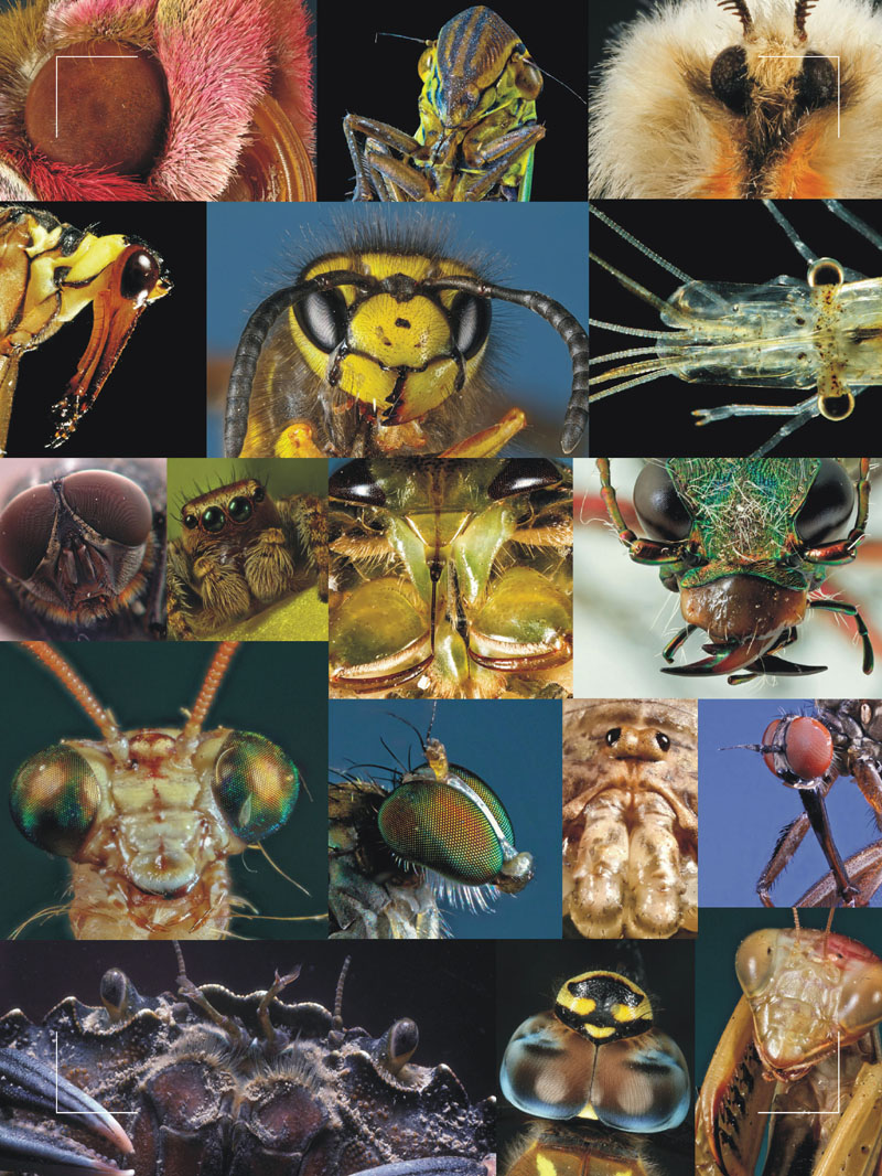 Fig 01 Portraits of different invertebrates Left to right top to bottom - photo 4