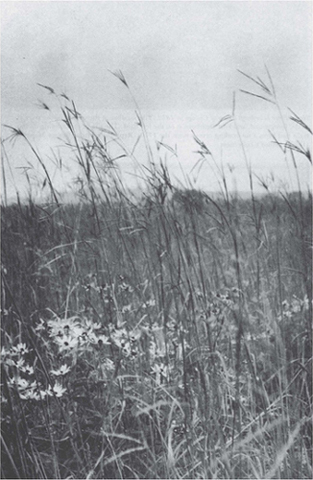 Tallgrass prairie Courtesy University of WisconsinMadison Arboretum - photo 3