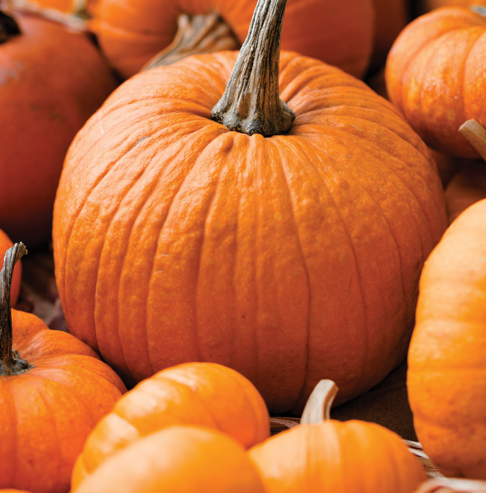 Helpful Hints When picking out a pumpkin for cooking look for smaller - photo 4