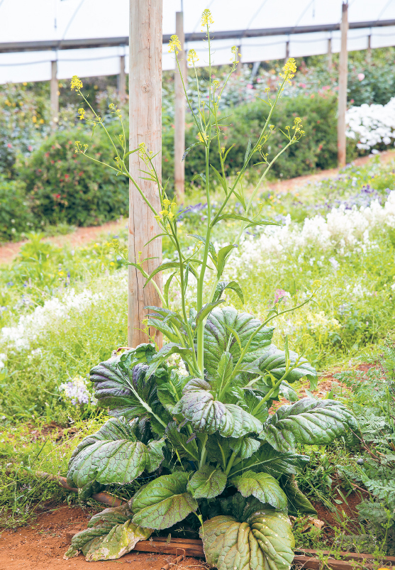 Edible parts of a plant ROOT STEM LEAF - photo 3