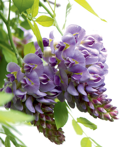 Wisteria frutescens is not invasive like the Asian forms of the genus and in - photo 3