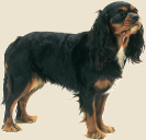 SPANISH ORIGINS Some people believe that all spaniels originated in Spain and - photo 4