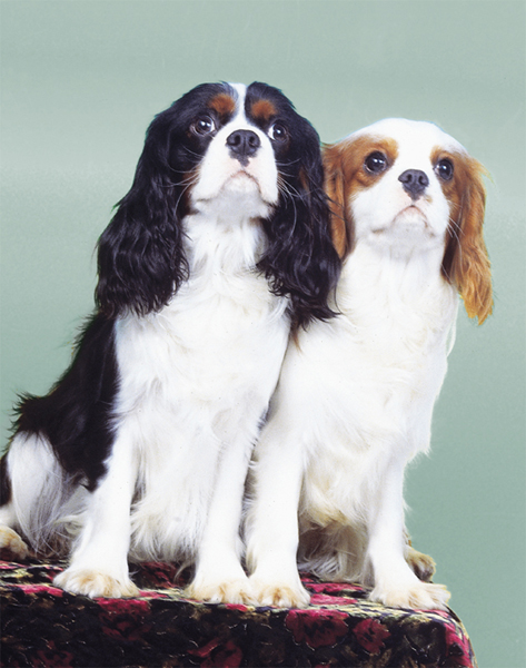 Posing for a portrait must be counted among the Cavalier King Charles Spaniels - photo 1
