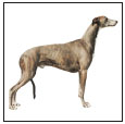 Learn the requirements of a well-bred Greyhound by studying the description of - photo 5