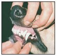 Discover how to select a proper veterinarian and care for your dog at all - photo 9