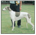 Acquaint yourself with the dog show world including the basics of conformation - photo 11