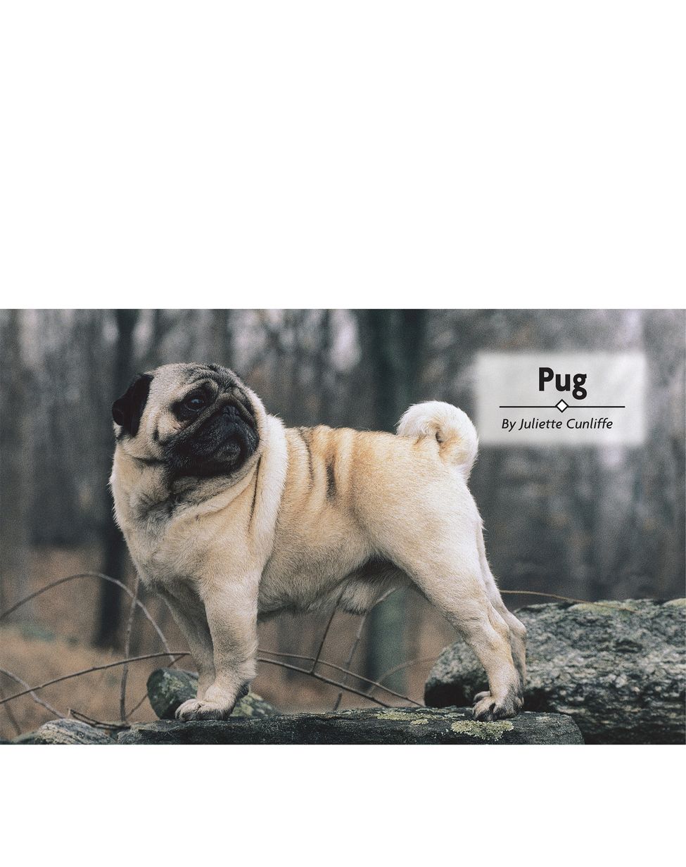 Table of Contents Physical Characteristics of the Pug from the American - photo 2